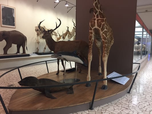 Civic Museum of Natural Sciences in Bergamo by null