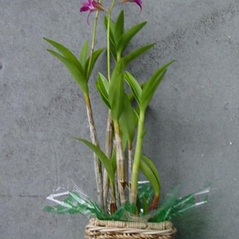 Kaimu Nursery - Dendrobium potted plants - Home & Garden Near Me - Pahoa, Hawaii Kaimu Nursery - Dendrobium potted plants - Home & Garden Near Me - Pahoa, Hawaii