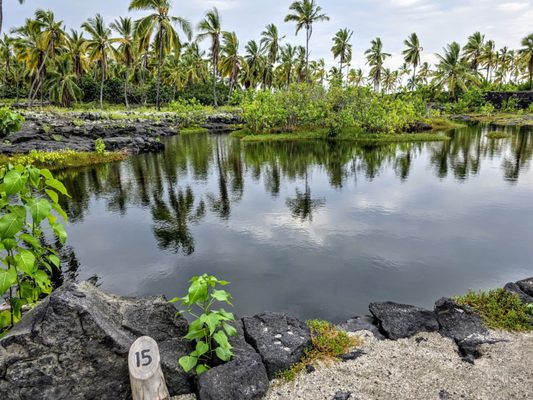 Pu'uhonua O Honaunau National Historical Park by null