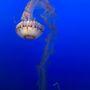 Montery Bay Aquarium Research Institute