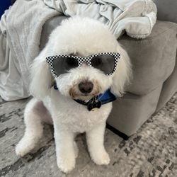 Stuebner Airline Pet Resort & Spa
