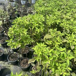Affordable Landscaping and Property Management Services