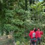 Photo of Isaac Tree Services & More