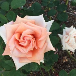 Beautiful rose