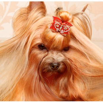 Gem Crest Kennels - Pet Groomers Near Me - Boise, Idaho Gem Crest Kennels - Pet Groomers Near Me - Boise, Idaho