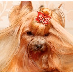Gem Crest Kennels