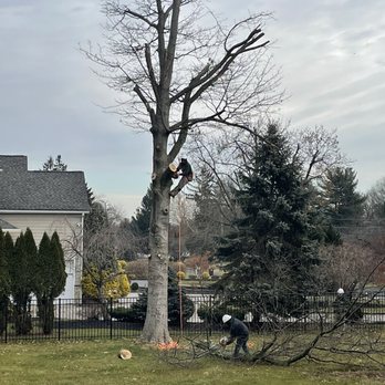 White Oak Landscaping & Construction - a tree that has fallen down - Landscaping Near Me White Oak Landscaping & Construction - a tree that has fallen down - Landscaping Near Me