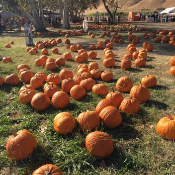Joan's Farm & Pumpkin Patch - Pumpkin Patches Near Me - Livermore, California
