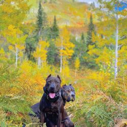 The Loyal Hound Off-Leash and Aggressive Dog Training