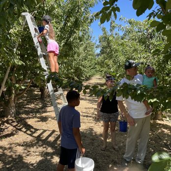 Riverdance Farms - Full cherry trees - Farmers Market Near Me - Livingston, California Riverdance Farms - Full cherry trees - Farmers Market Near Me - Livingston, California