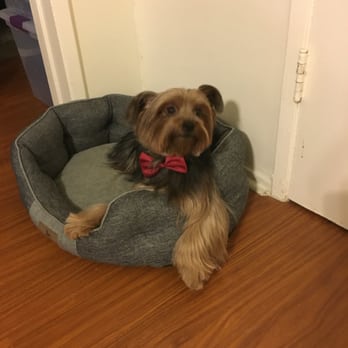 Blue Pooch - Bow tie compliments of Blue Pooch. - Pet Groomers Near Me - Los Angeles, California Blue Pooch - Bow tie compliments of Blue Pooch. - Pet Groomers Near Me - Los Angeles, California