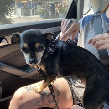 Doggies Divine - Pet Groomers Near Me - San Diego, California