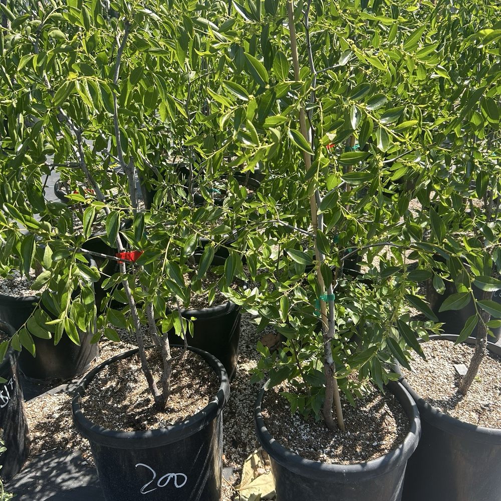 EKT Nursery - 5/6/26 Jujube, my height $200 - Nurseries & Gardening Near Me - Lakewood, California EKT Nursery - 5/6/26 Jujube, my height $200 - Nurseries & Gardening Near Me - Lakewood, California