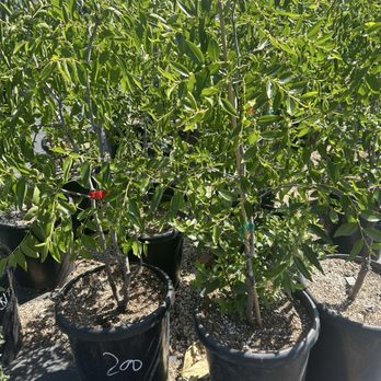 EKT Nursery - 5/6/26 Jujube, my height $200 - Nurseries & Gardening Near Me - Lakewood, California EKT Nursery - 5/6/26 Jujube, my height $200 - Nurseries & Gardening Near Me - Lakewood, California