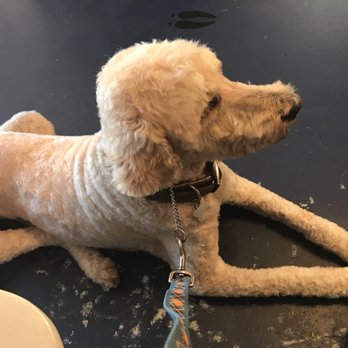Rim Country Pet Salon - Pet Groomers Near Me - Payson, Arizona Rim Country Pet Salon - Pet Groomers Near Me - Payson, Arizona