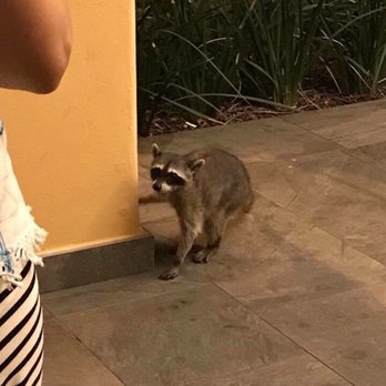 Barceló Maya Beach - Beware of wildlife running around and in the trash cans at night - Resorts Near Me - Riviera Maya, ROO