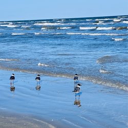 Pirates Beach - Waves and gulls