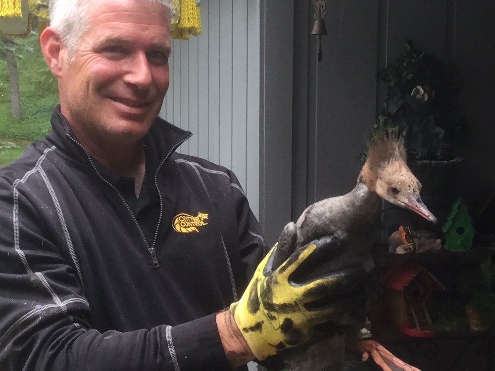 CRITTER CONTROL Updated July 2024 39 Photos & 15 Reviews