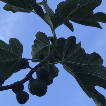 Salem Golf Club - Fresh figs, apples, plums and pears in our 90 year old community garden. (You just have to golf first to get there!) - Golf Near Me - Salem, Oregon