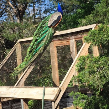 Austin Zoo - Zoos Near Me - Austin, Texas