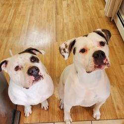 Spoiled Paws - We LOVE Spoiled Paws