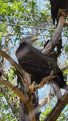 Tallahassee Museum by null