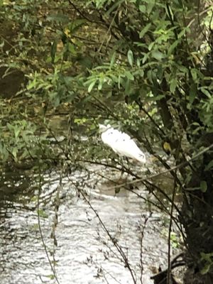 Bob Jones Trail Head by null