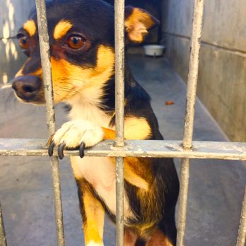 Bakersfield Spca - Animal Shelters Near Me - Bakersfield, California