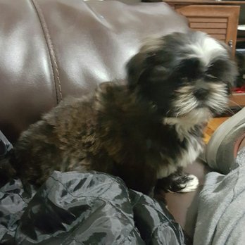 puppy boutique brooklyn