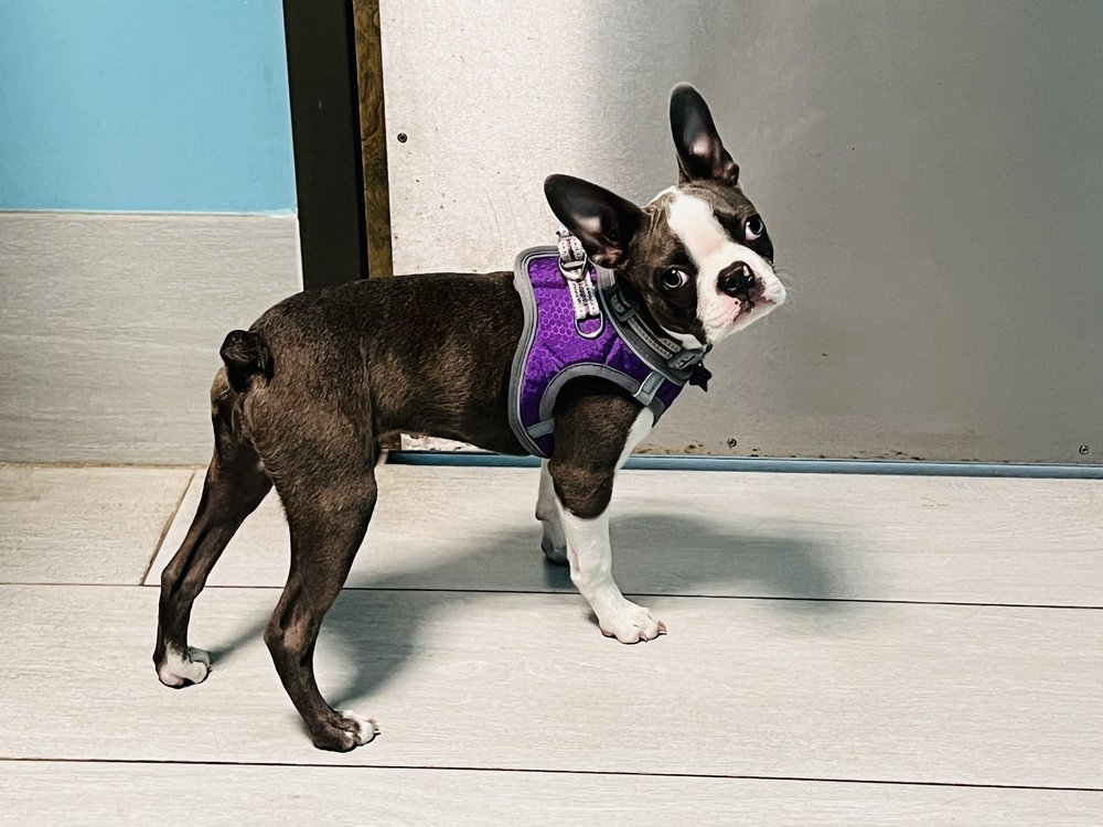 SALAZAR VETERINARY HOSPITAL Updated September 2024 111 Gatlin Ave, Orlando, Florida