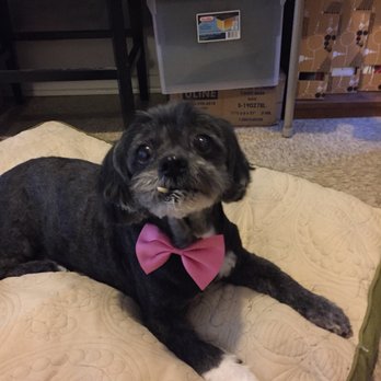 Happy Paw Salon - He always get a bandanna or a bow tie. This one was for spring time. - Pet Groomers Near Me - Orange, California Happy Paw Salon - He always get a bandanna or a bow tie. This one was for spring time. - Pet Groomers Near Me - Orange, California