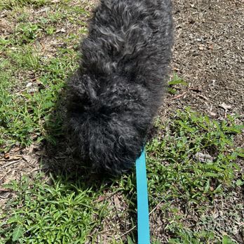 The Doggie Disco - Poor baby couldn't even see! - Pet Groomers Near Me - Hanahan, South Carolina The Doggie Disco - Poor baby couldn't even see! - Pet Groomers Near Me - Hanahan, South Carolina