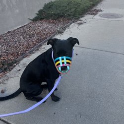 Canine State of Mind - Yes, my dog wears a muzzle around new people. Life goes on. Muzzle from Khaos Kollars on Etsy