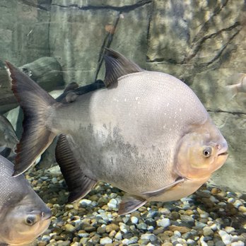SeaQuest - Folsom - 10.19.19 - Aquariums Near Me - Folsom, California SeaQuest - Folsom - 10.19.19 - Aquariums Near Me - Folsom, California