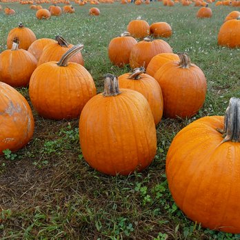 Eastmont Orchards - Pick Your Own Farms Near Me - Colts Neck, New Jersey