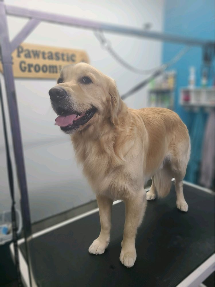 PAWTASTIC GROOMING Updated October 2024 2735 Chrysler Ave