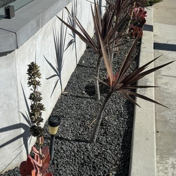 JR Tree Care - Project 3/7/25 Before - Tree Services Near Me