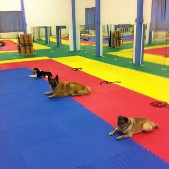 Shadyrock School For Dogs - Training - Pet Training Near Me - Altoona, Pennsylvania Shadyrock School For Dogs - Training - Pet Training Near Me - Altoona, Pennsylvania