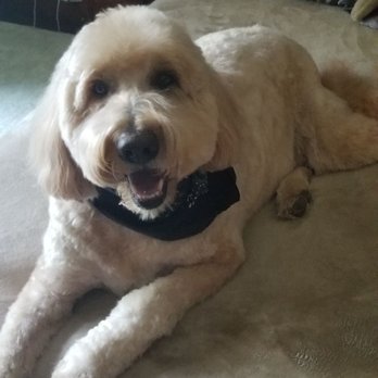 Pet Grooming By Audrey - Bosley is thrilled with his new do! - Pet Groomers Near Me - Omaha, Nebraska Pet Grooming By Audrey - Bosley is thrilled with his new do! - Pet Groomers Near Me - Omaha, Nebraska
