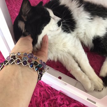 PHX Cat Cafe - Pet Adoption Near Me - Phoenix, Arizona PHX Cat Cafe - Pet Adoption Near Me - Phoenix, Arizona