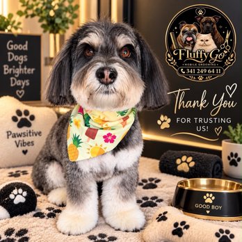Fluffy Go - Showing off his fresh haircut. - Pet Groomers Near Me - Fremont, California