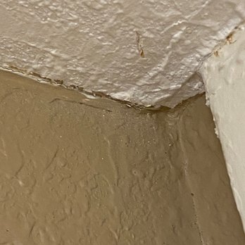 Ramada by Wyndham Naples - Spider webs in the bathroom - Hotels Near Me - Naples, Florida Ramada by Wyndham Naples - Spider webs in the bathroom - Hotels Near Me - Naples, Florida
