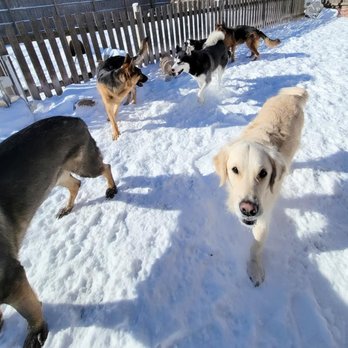 Doggie Playhouse - Pet Training Near Me - Palatine, Illinois Doggie Playhouse - Pet Training Near Me - Palatine, Illinois