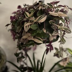 Sunnyside Nursery - Inch plant from Sunnyside Nursery