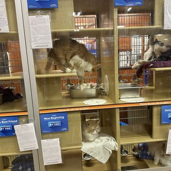 PetSmart - neglected cats - Pet Training Near Me - Orange, Connecticut PetSmart - neglected cats - Pet Training Near Me - Orange, Connecticut