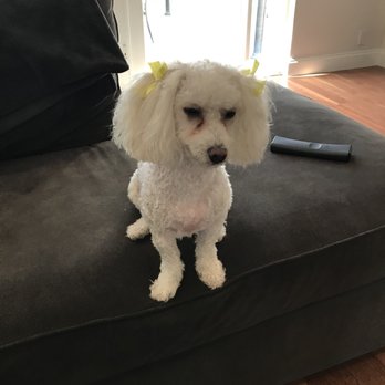A Pet Grooming Salon - Pet Sitting Near Me - Pembroke Pines, Florida A Pet Grooming Salon - Pet Sitting Near Me - Pembroke Pines, Florida