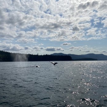 Tongass Adventures - Whale watching - Tours Near Me - Petersburg, Alaska Tongass Adventures - Whale watching - Tours Near Me - Petersburg, Alaska