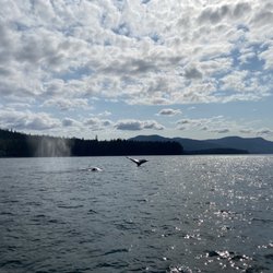 Tongass Adventures - Whale watching