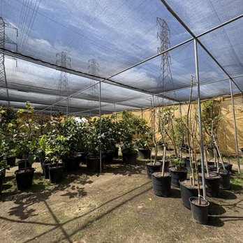 Mimosa Nursery - Nurseries & Gardening Near Me - Rosemead, California Mimosa Nursery - Nurseries & Gardening Near Me - Rosemead, California