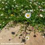 Photo of Sublime Gardens